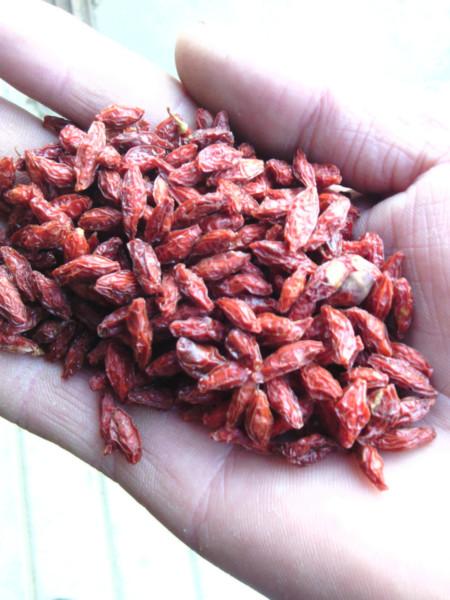 供應(yīng)韓國(guó)枸杞子