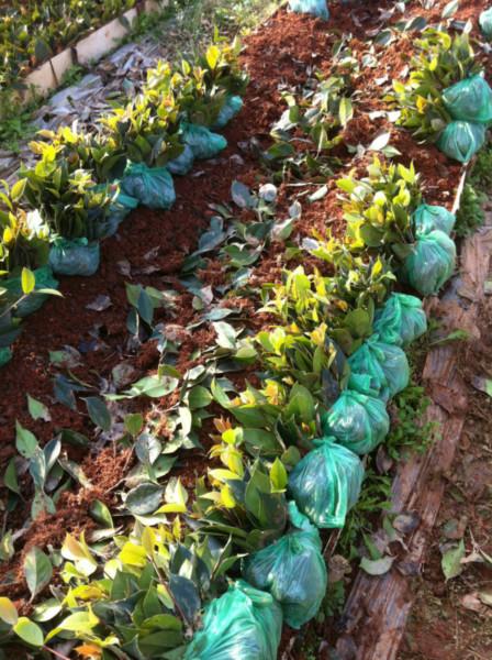 供应茶花小苗/茶花小苗基地/金华何氏茶花基地