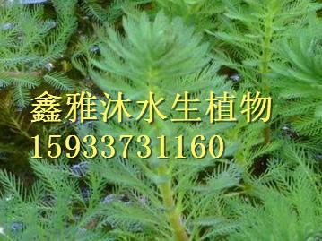 黒藻种植厂家/狐尾藻种植价格/眼子菜种植厂家/萱草种植厂家/金鱼藻种植价格/生态浮岛制作/人工浮岛制作图片