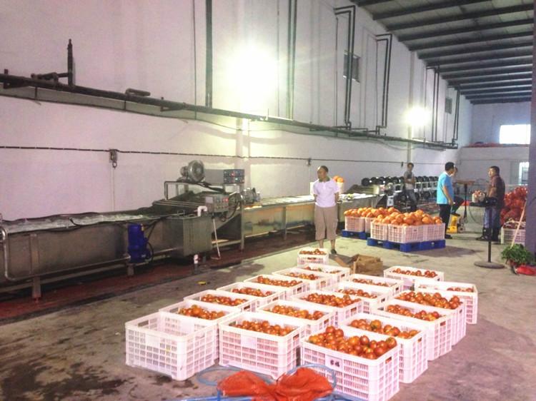 供應(yīng)大型食堂蔬菜清洗機(jī)   全自動(dòng)蔬菜清洗機(jī)