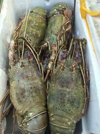 供應(yīng)特價批發(fā)南非大青龍蝦