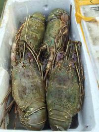 供應(yīng)特價批發(fā)南非大青龍蝦