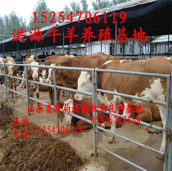 肉牛肉羊肉驴大型养殖基地图片