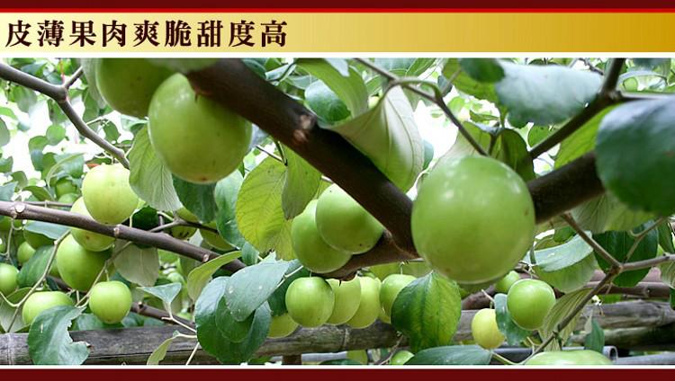 供應(yīng)蜜絲棗種植苗供應(yīng)商 太子無渣牛奶蜜絲棗 多汁脆甜青棗果苗 蜜絲棗種植果苗
