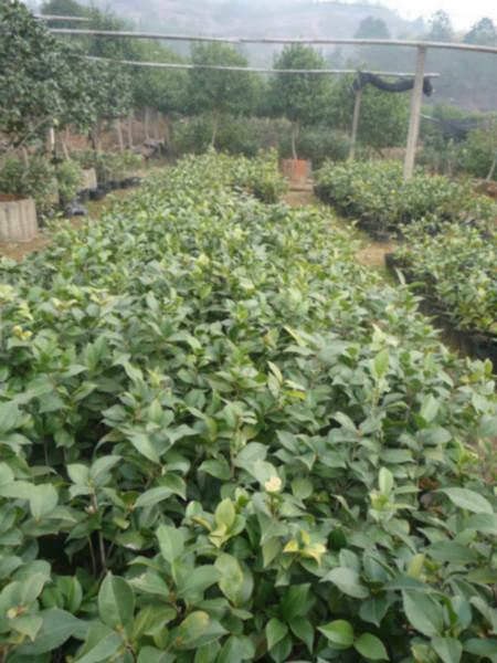 供應(yīng)金華茶花苗，金華茶花小苗，金華茶花小苗求購(gòu)，金華茶花小苗報(bào)價(jià)，金華茶花小苗價(jià)格，金華茶花小苗管理