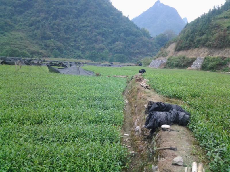 供应雅安福鼎大白豪茶苗价格优惠