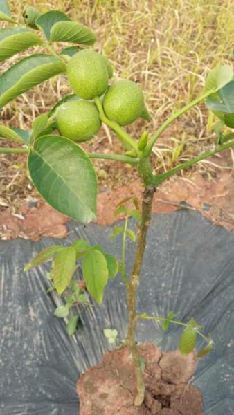 冠核一号核桃苗的栽植方法供应冠核一号核桃苗的栽植方法