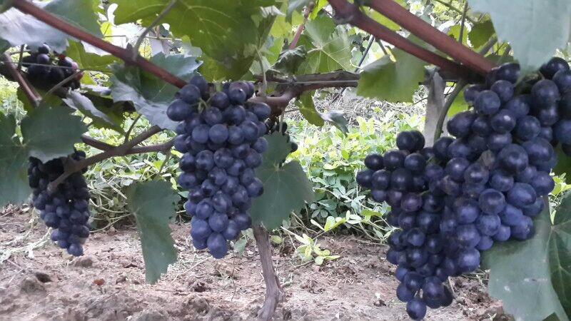 供應(yīng)釀酒葡萄黑葡萄紫葡萄十月一采摘石家莊市靈壽縣9號(hào)采摘園批發(fā)零售