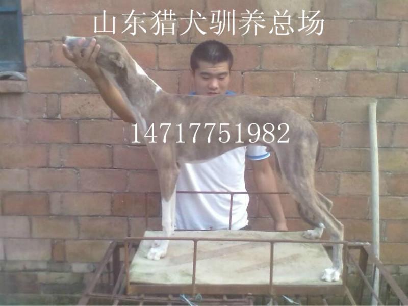 供應(yīng)陜西最快格力犬惠比特價(jià)格