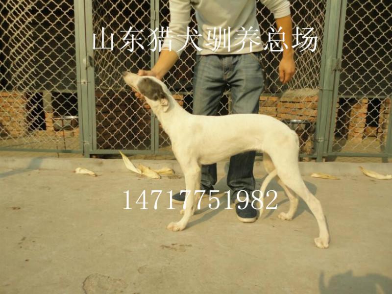 供應(yīng)大小獵兔犬格力犬