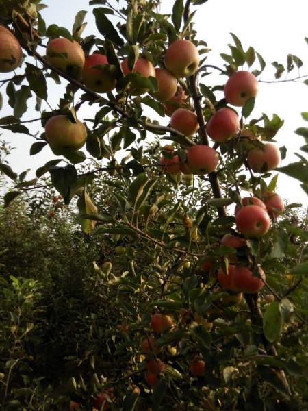 供應(yīng)早熟富士王價格