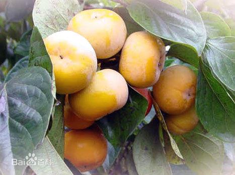 供應(yīng)陜西大荔柿子基地