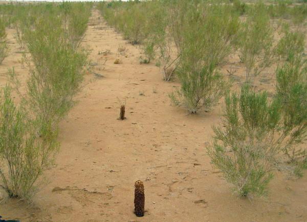 最新梭梭價格圖片/最新梭梭價格樣板圖 (3)