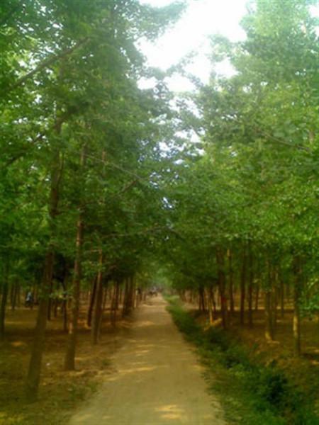 銀杏樹*供應(yīng)20公分銀杏樹*供應(yīng)22公分銀杏樹金生銀杏