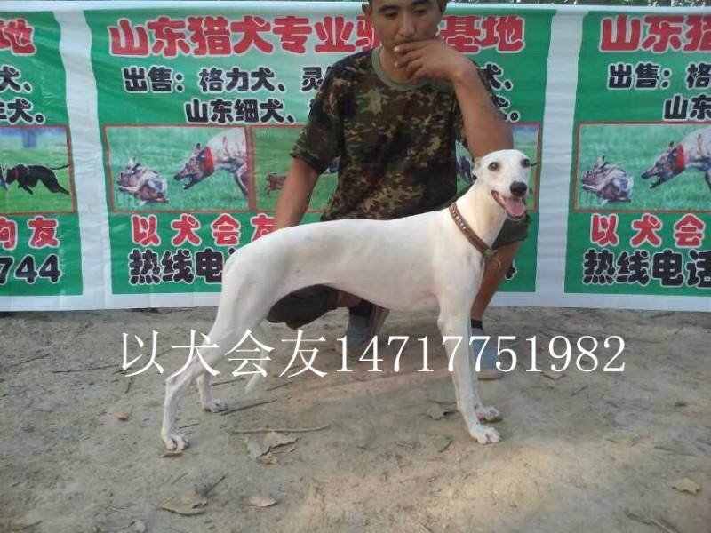 供應(yīng)大量供應(yīng)格力犬