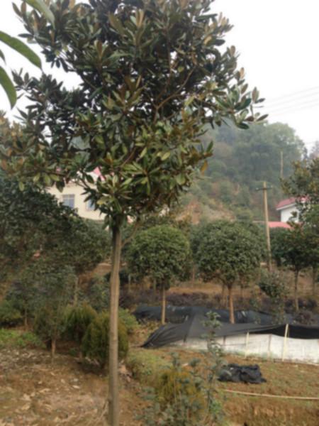 供應(yīng)廣玉蘭大樹價格，廣玉蘭大樹*，廣玉蘭大樹基地 湖南廣玉蘭供應(yīng)商