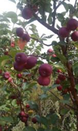 供應(yīng)吉林延吉哪有賣(mài)吉?jiǎng)倮钭用绲?、黑龍江牡丹江出售龍豐果樹(shù)苗