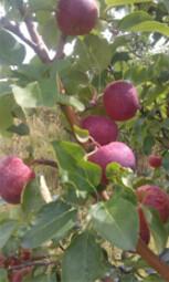 供應(yīng)吉林雞心果苗、內(nèi)蒙雞心果樹苗、黑龍江龍豐果樹苗