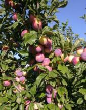 供應(yīng)東北優(yōu)質(zhì)龍豐果樹苗，吉林長春出售吉勝李子苗*基地