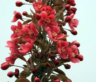 供應(yīng)北美海棠系列珠穆朗瑪海棠苗