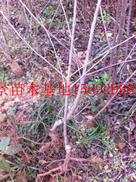 紅燈櫻桃苗圖片/紅燈櫻桃苗樣板圖 (4)