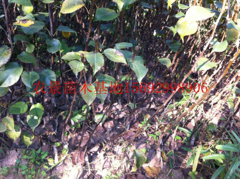供應(yīng)脆冠嫁接梨苗皇冠嫁接梨苗