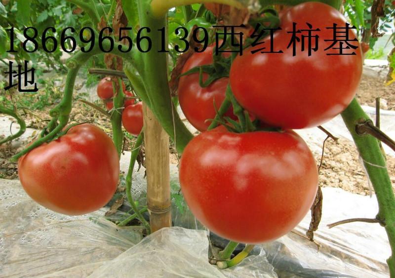 供應(yīng)沂蒙山西紅柿基地，沂蒙山西紅柿價(jià)格