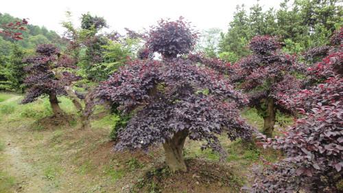 供应红花继木厂家,红花继木盆景厂家,红花继木厂家销售图片