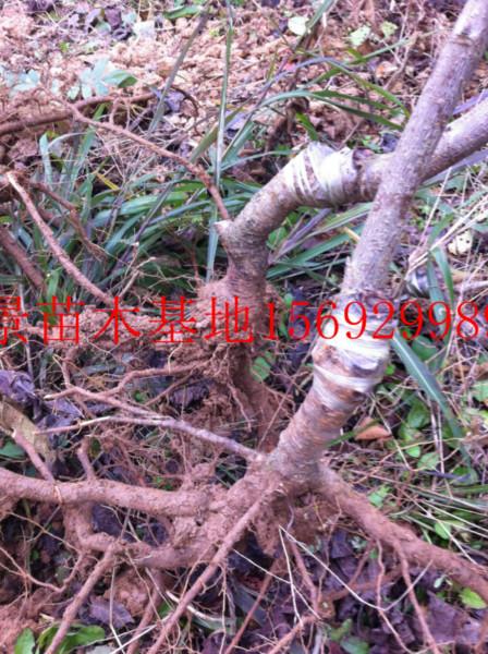 紅燈櫻桃苗圖片/紅燈櫻桃苗樣板圖 (3)