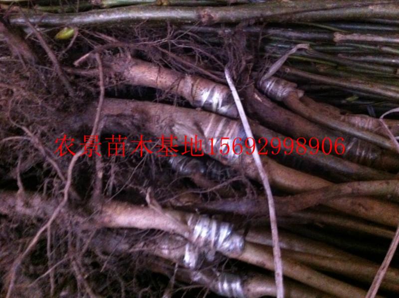 供應(yīng)清香核桃香玲核桃嫁接苗