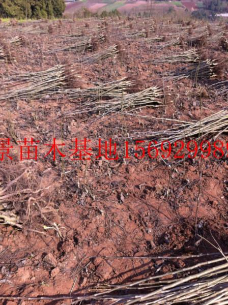 供應(yīng)清香核桃嫁接苗