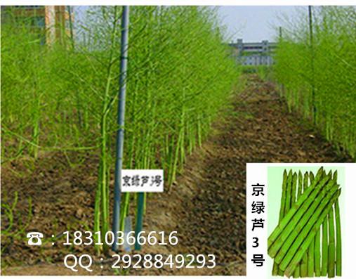 京绿芦3号/芦笋种子去哪买图片