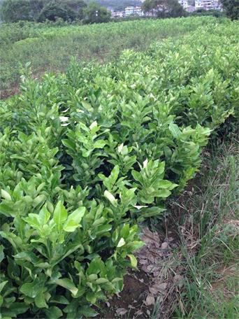 泉州*果樹(shù)苗培育基地泉州哪里買(mǎi)果樹(shù)苗泉州哪里有賣(mài)果樹(shù)苗