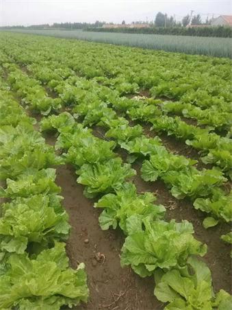 供應小白菜滴灌微噴管件閥門