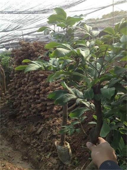 供應泉州果樹苗泉州哪里有果樹苗泉州果樹苗培育基地