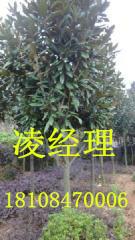 供應(yīng)廣玉蘭，廣玉蘭價(jià)格，廣玉蘭批發(fā)