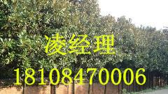 供應(yīng)廣玉蘭，廣玉蘭價(jià)格，廣玉蘭批發(fā)