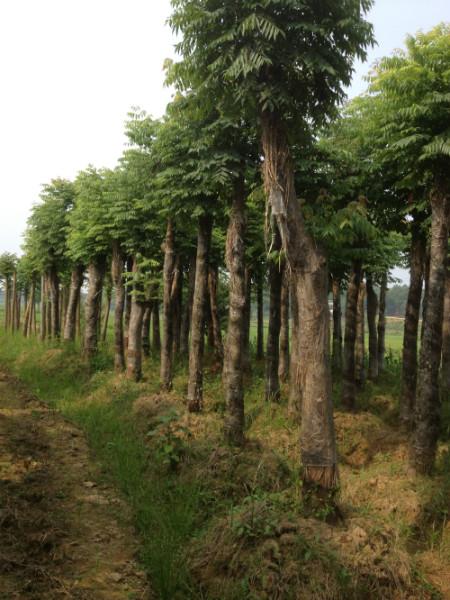 供應(yīng)再生欒樹,移栽再生欒樹報價