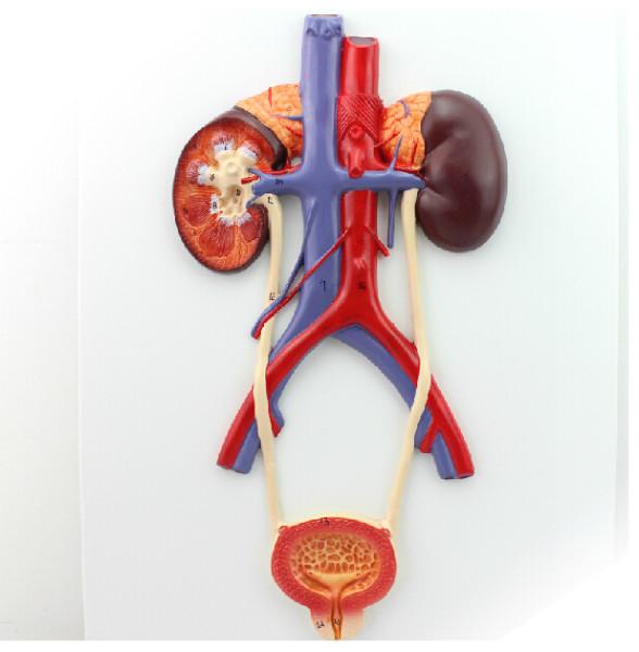 泌尿系统模型泌尿教学模型泌尿解剖模型生厂产家盈诺实业