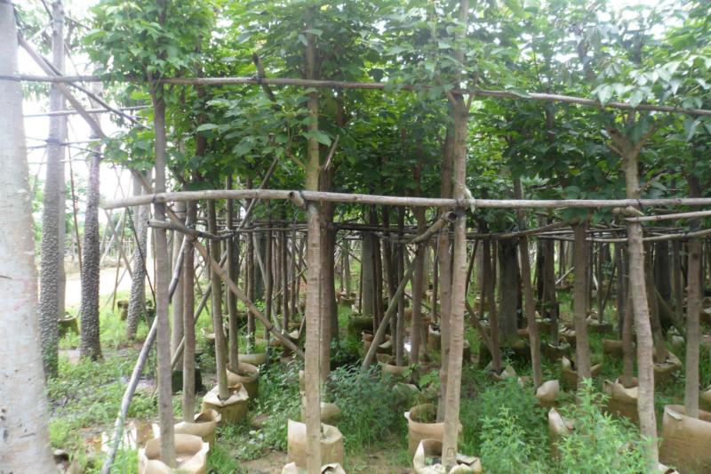 供應(yīng)羅漢松苗批發(fā)_福州羅漢松苗供應(yīng)商，羅漢松苗種植基地