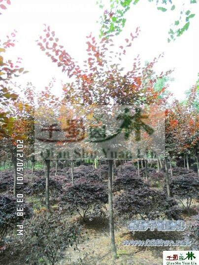 供應(yīng)紅葉李。高桿高分枝紅葉李，紅葉李價格