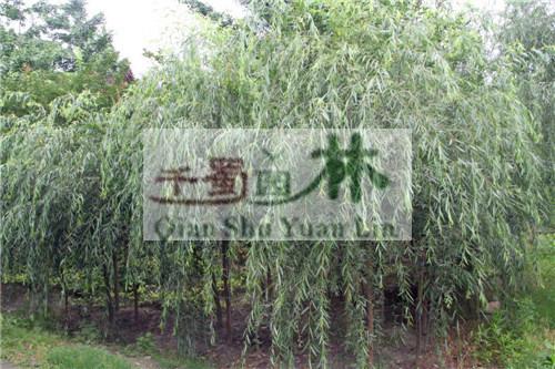 供應垂柳，*垂柳，
