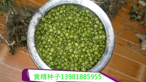 供應(yīng)成都黃精種子批發(fā)價格_成都黃精種子供貨商_成都黃精種子直銷價格