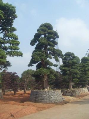 供应小叶罗汉松，小叶罗汉松价格，小叶罗汉松大树，造型罗汉松盆景 湖南