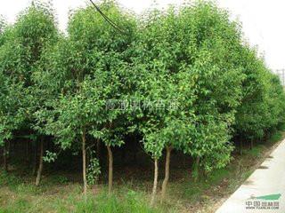 供應(yīng)大葉女貞品種多樣價(jià)格低