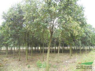 大豐大葉女貞，基地園林綠化工程苗木高桿大葉女貞