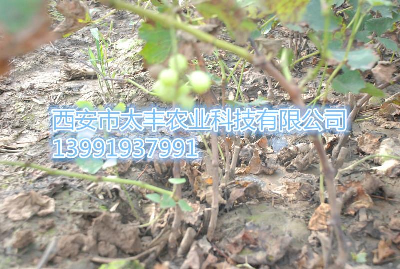 供應(yīng)用于種植的戶(hù)太八號(hào)葡萄苗銷(xiāo)售