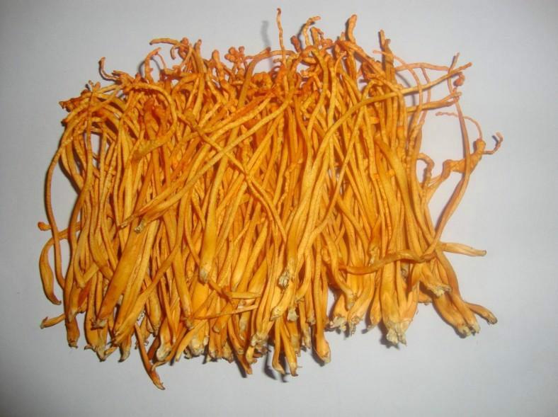 供應(yīng)金蟲草新產(chǎn)品