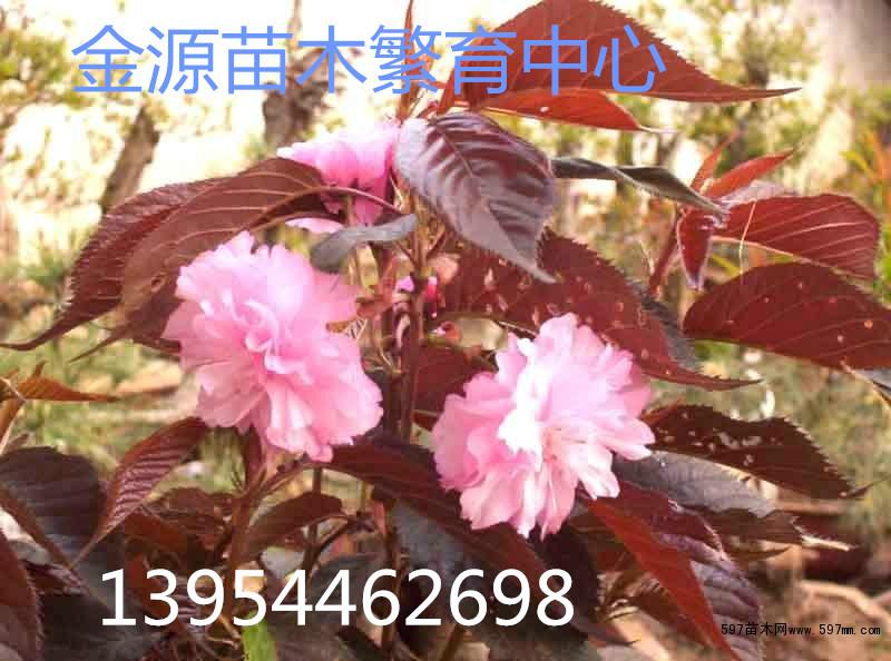 供应红叶樱花红叶樱花接穗红叶樱花价格