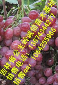 供應(yīng)茉莉香葡萄苗吉林、黑龍江佳木斯出售蜜汁葡萄苗